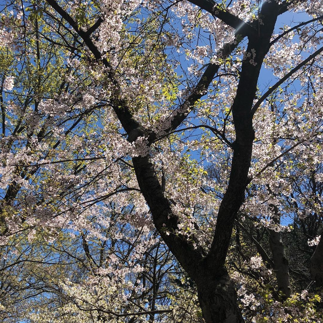 cherry blossoms