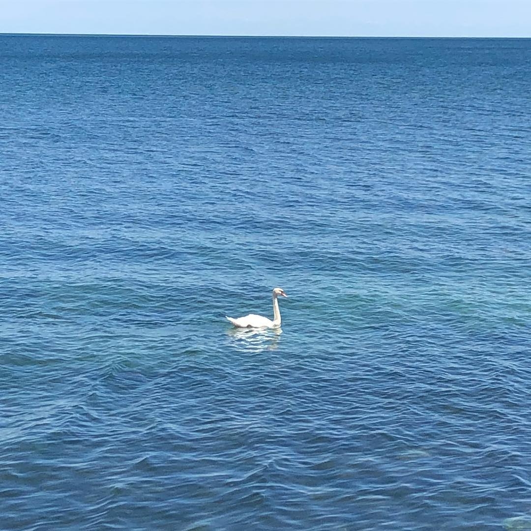 swan