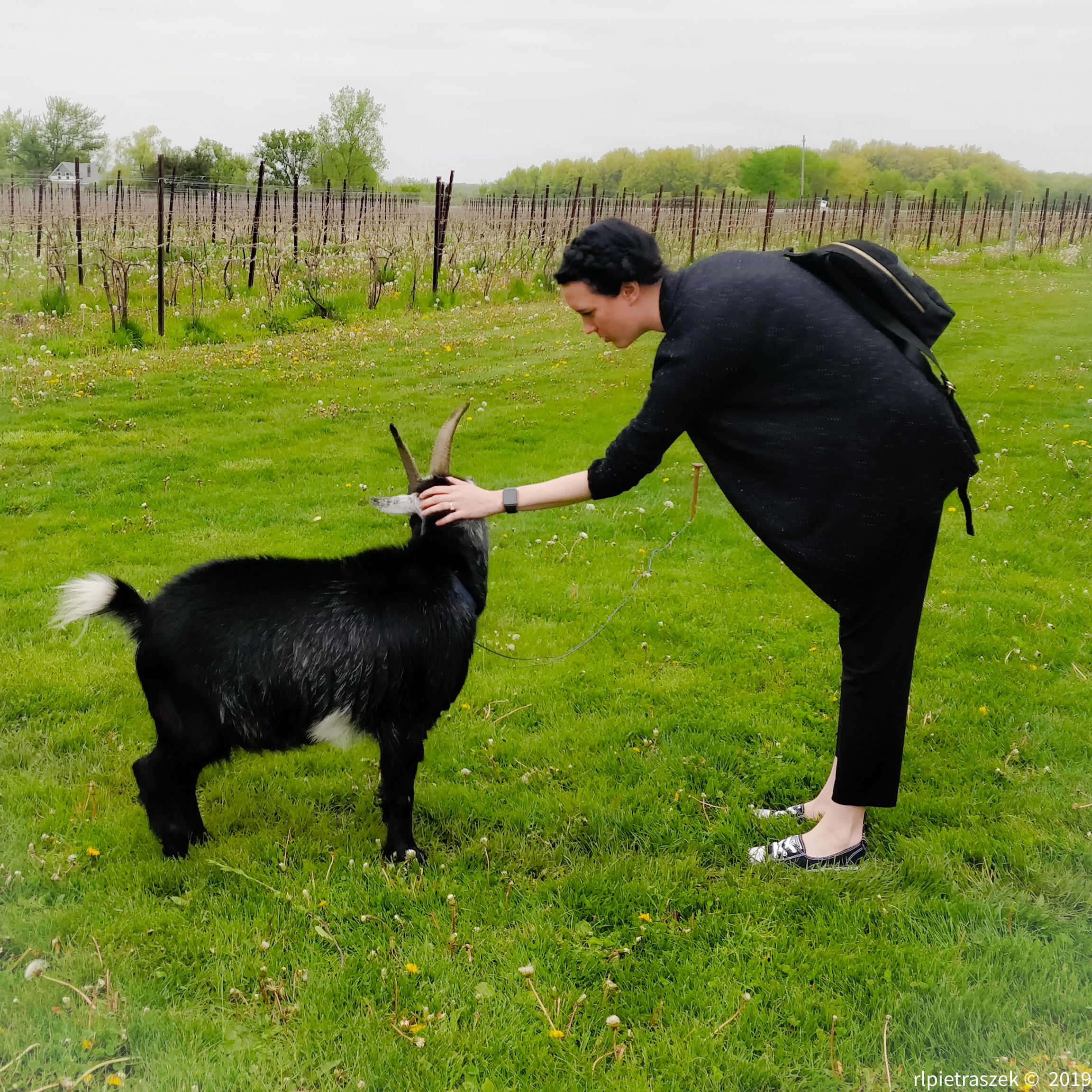 Last Weekend I met a Goat